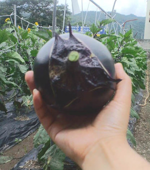 120722上賀茂圃場4