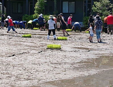 220612田植え2