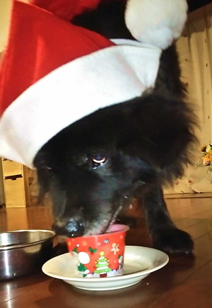 141224�ॵ���ꥹ�ޥ�3