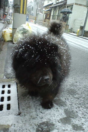140214大雪1