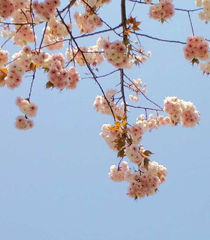 140419堀川の桜
