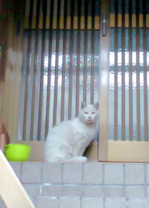 130327ŷ���㲰10