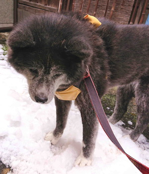 230130雪のおつう4