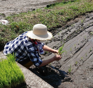 220612田植え6