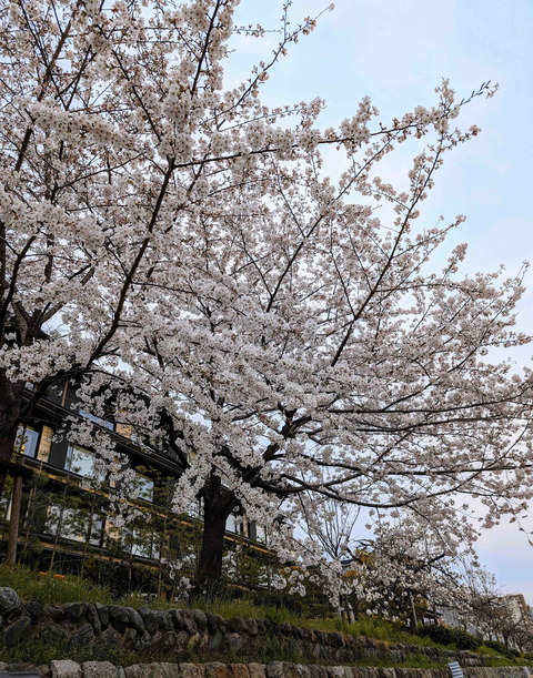 240406����ָ�1