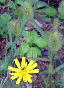 秋の花1