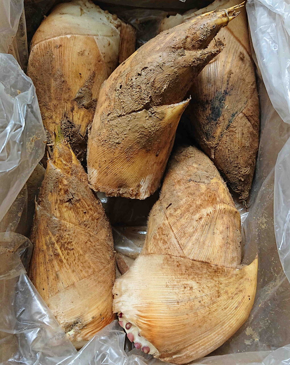 初物 竹の子で早めの春を満喫 京都町家ぐらし 初物 竹の子で早めの春を満喫 京都町家ぐらし