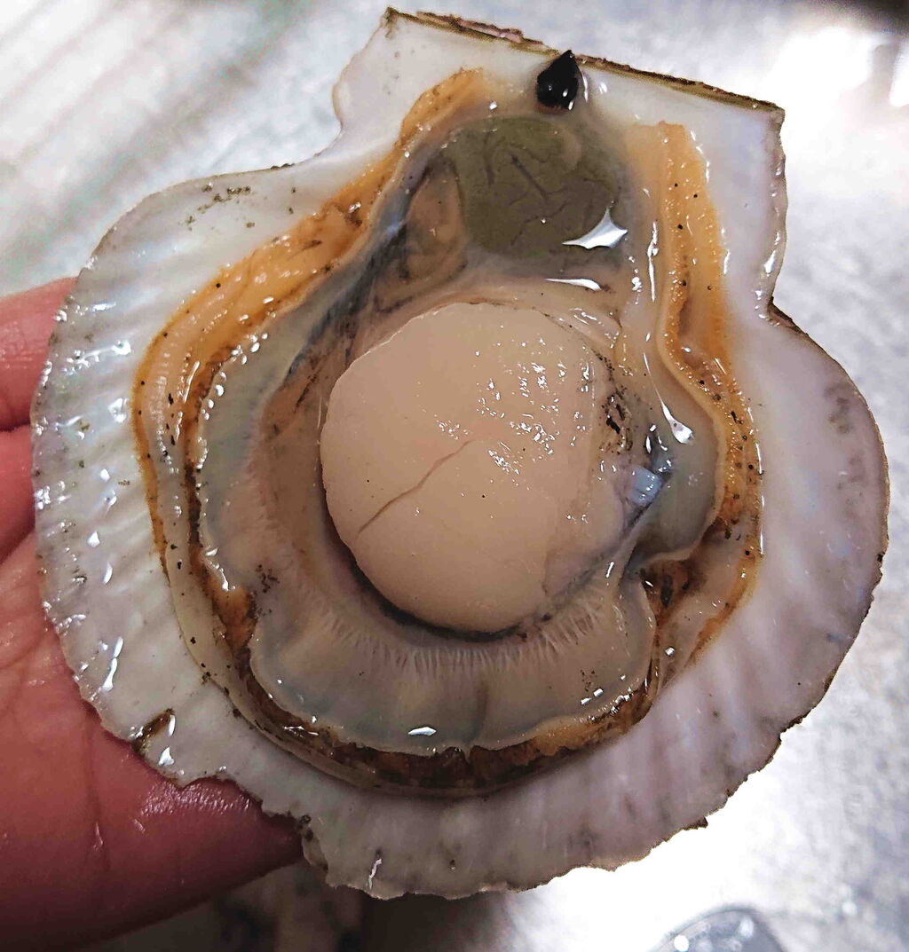 収穫したそのままだから旨い ホタテ貝たらふく 京都町家ぐらし 収穫したそのままだから旨い ホタテ貝たらふく 京都町家ぐらし
