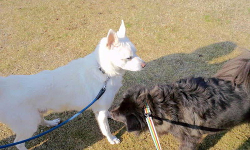 131203白犬とムサ2