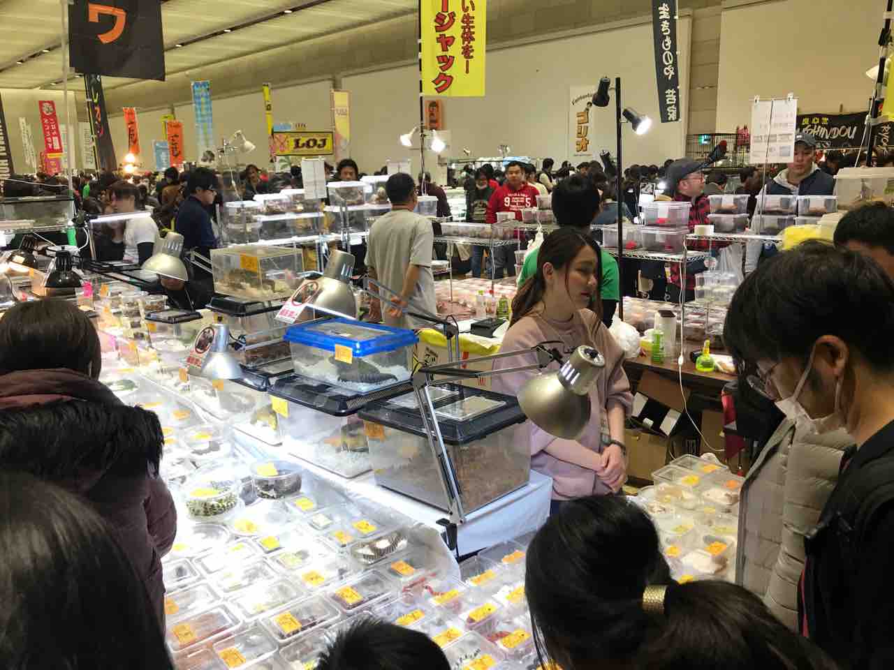 爬虫類イベント大阪南港atc 後編 Tamanegirunnersのブログ 爬虫類イベント大阪南港atc 後編 Tamanegirunnersのブログ