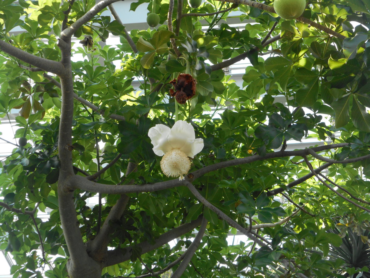 バオバブの花 Tamanegirunnersのブログ