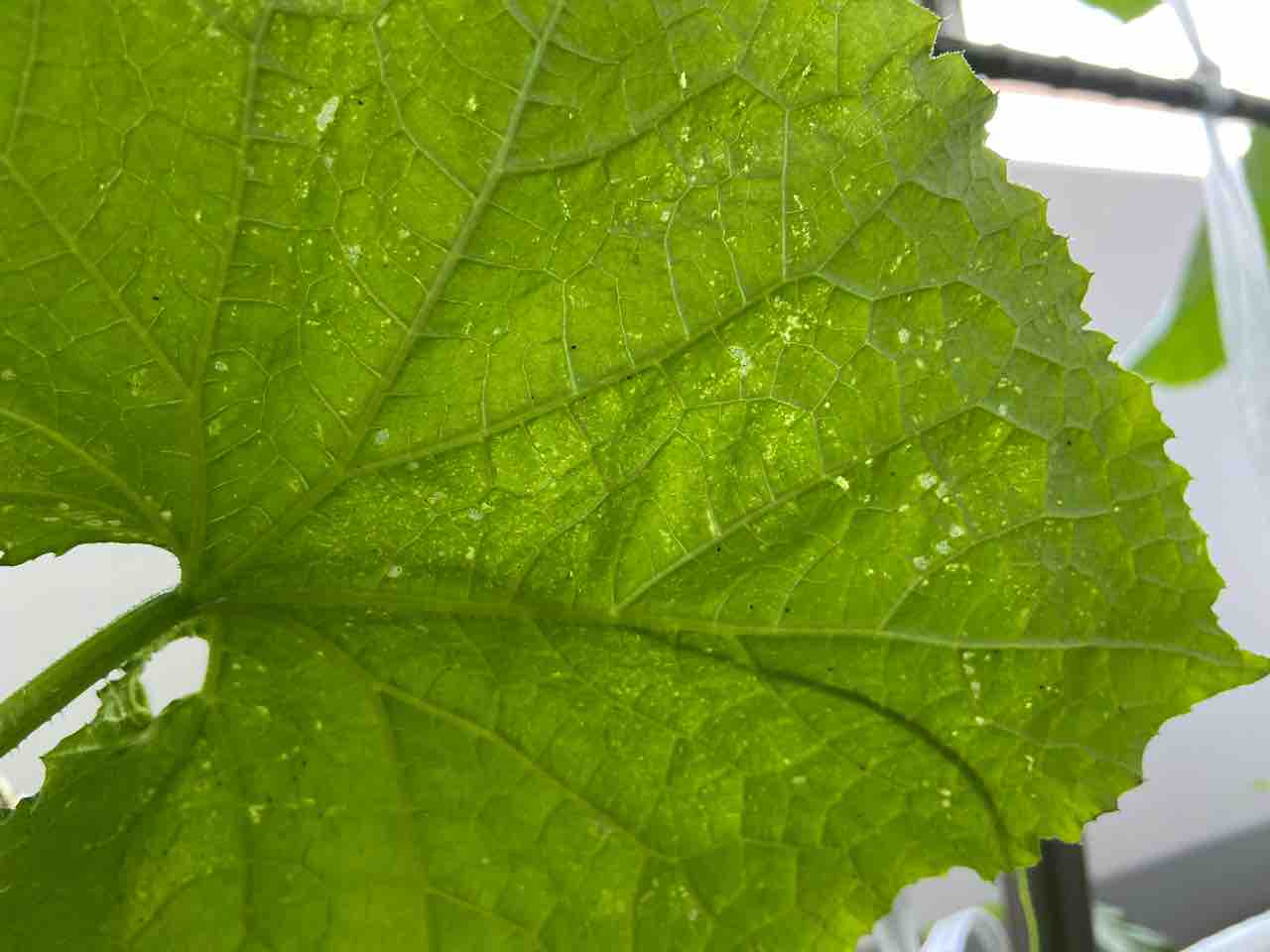 我が家の家庭菜園 ハダニ対策 Tamanegirunnersのブログ 我が家の家庭菜園 ハダニ対策 Tamanegirunnersのブログ