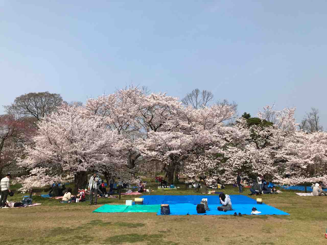 桜満開の京都府立植物園 中編 Tamanegirunnersのブログ 桜満開の京都府立植物園 中編 Tamanegirunnersのブログ