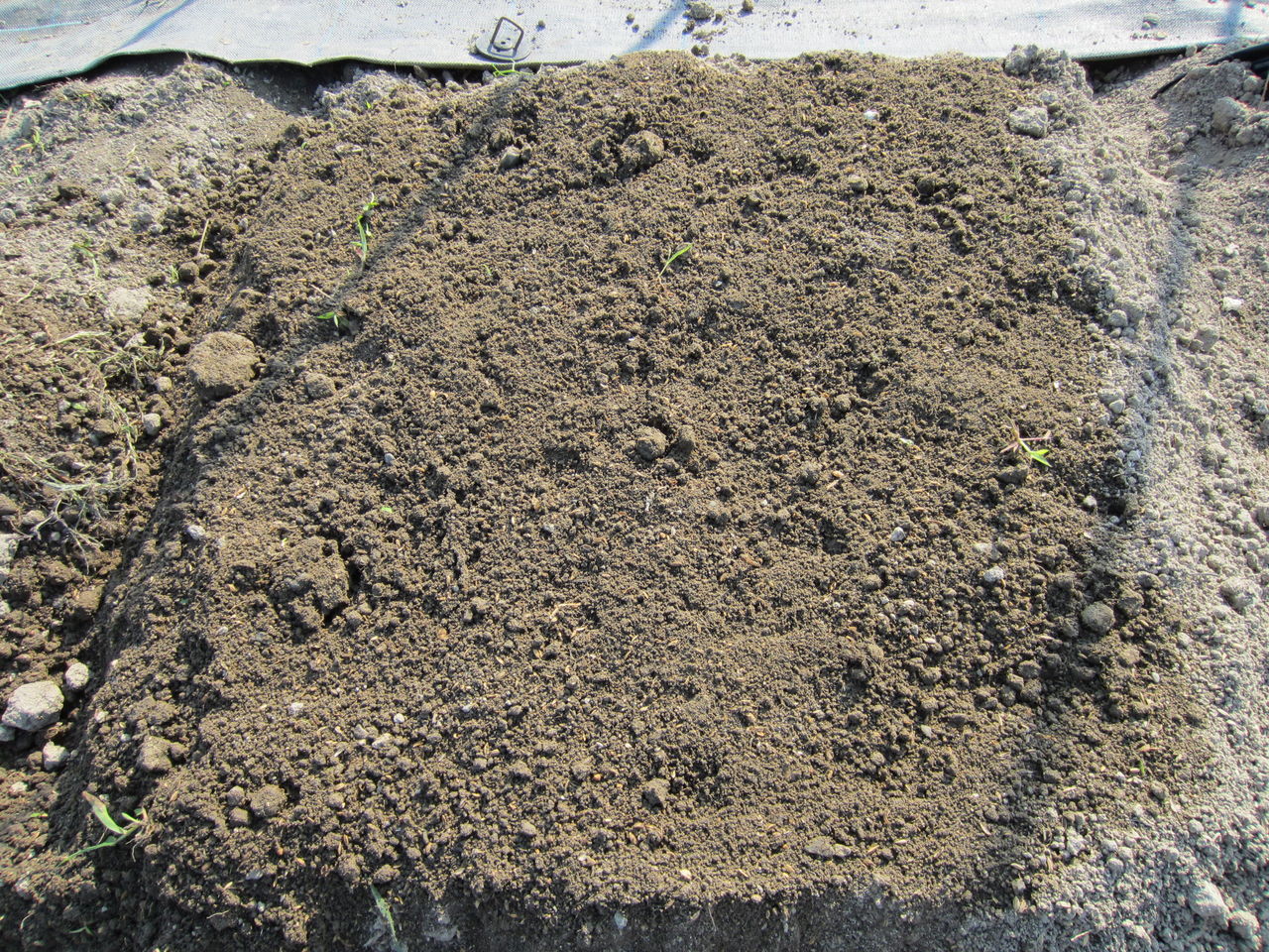 家庭菜園3 水菜栽培編 Tamanegirunnersのブログ