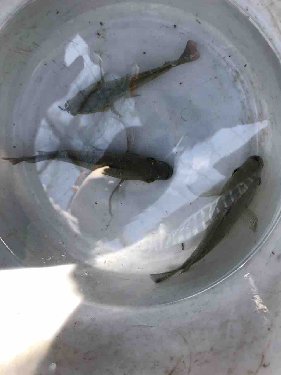 家族で沖縄旅行その08 東南植物園後編 Tamanegirunnersのブログ