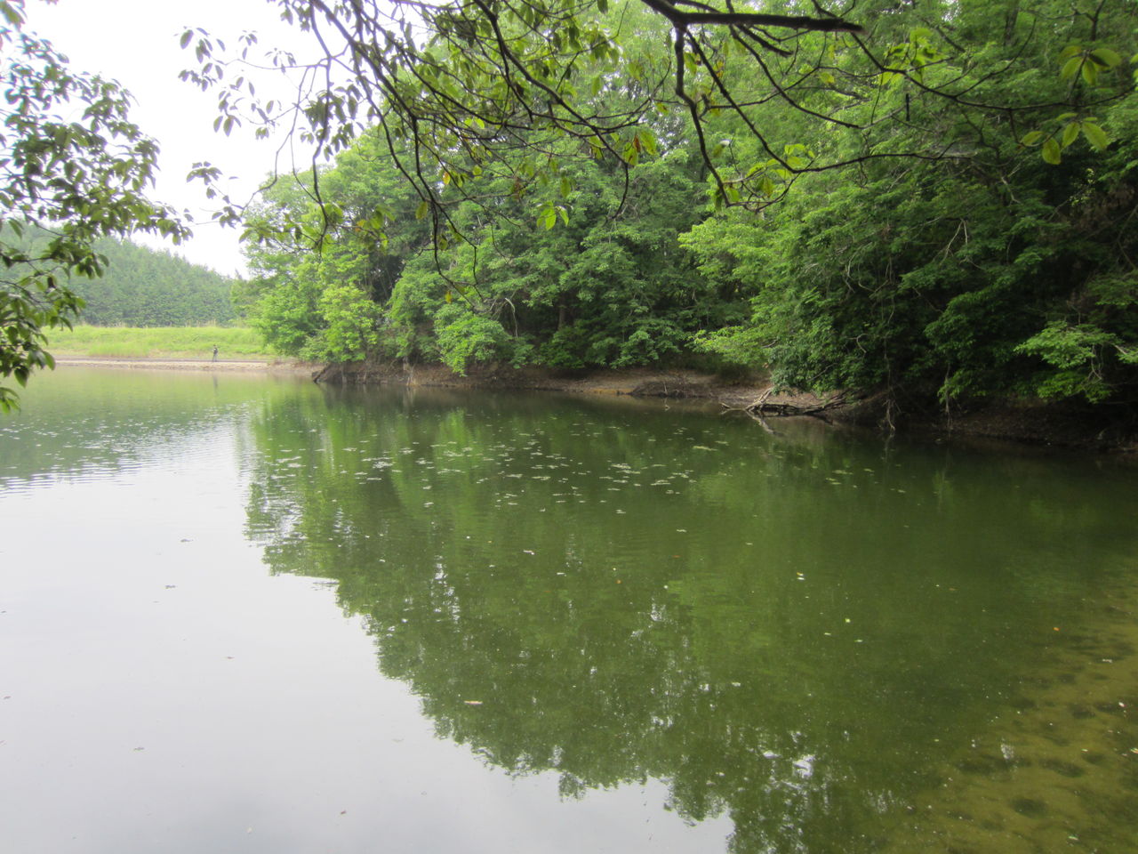 滋賀の野池でバス釣り Tamanegirunnersのブログ
