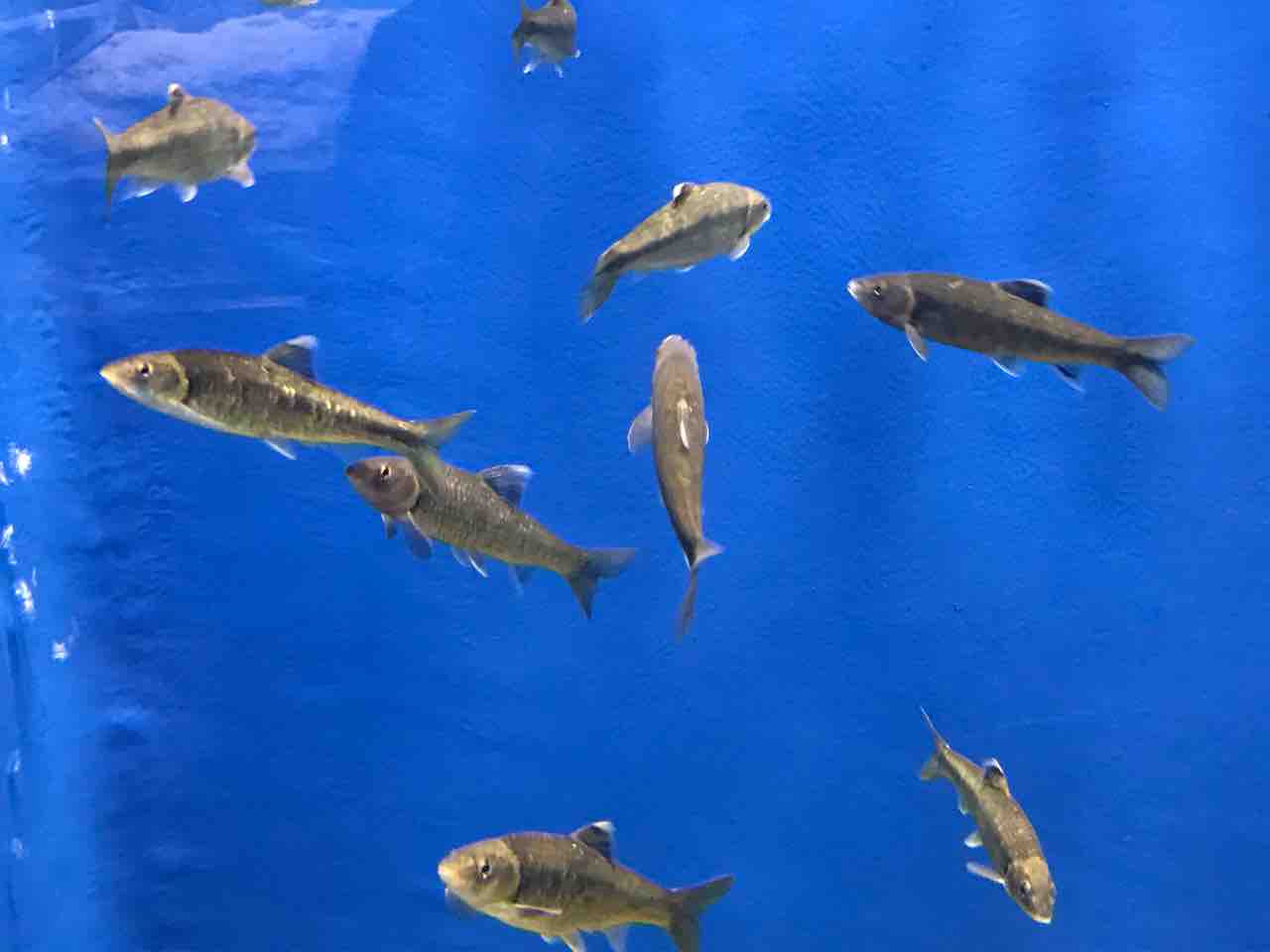 琵琶湖博物館 魚編 Tamanegirunnersのブログ 琵琶湖博物館 魚編 Tamanegirunnersのブログ