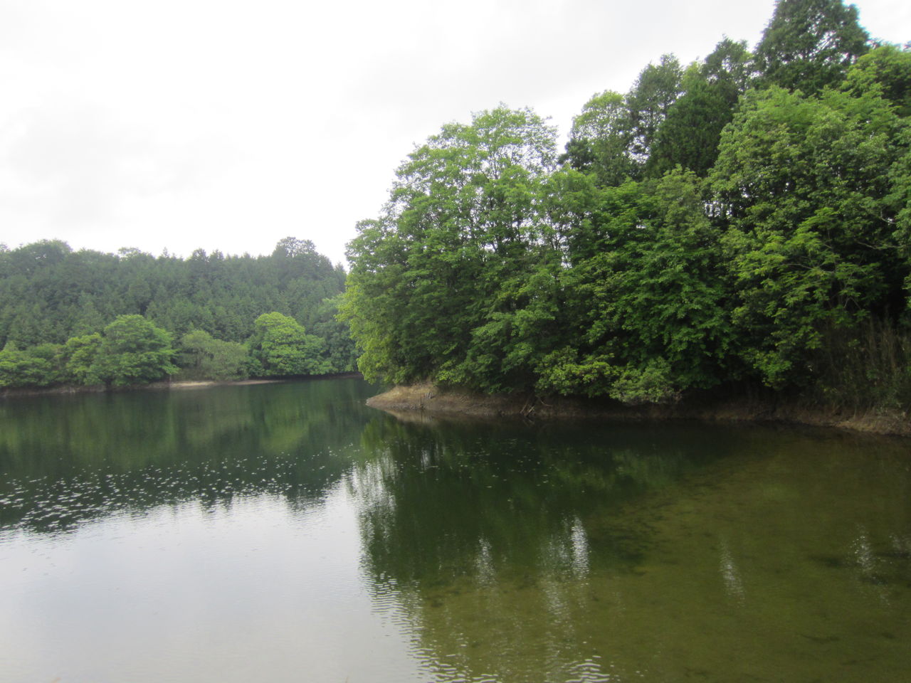 滋賀の野池でバス釣り Tamanegirunnersのブログ