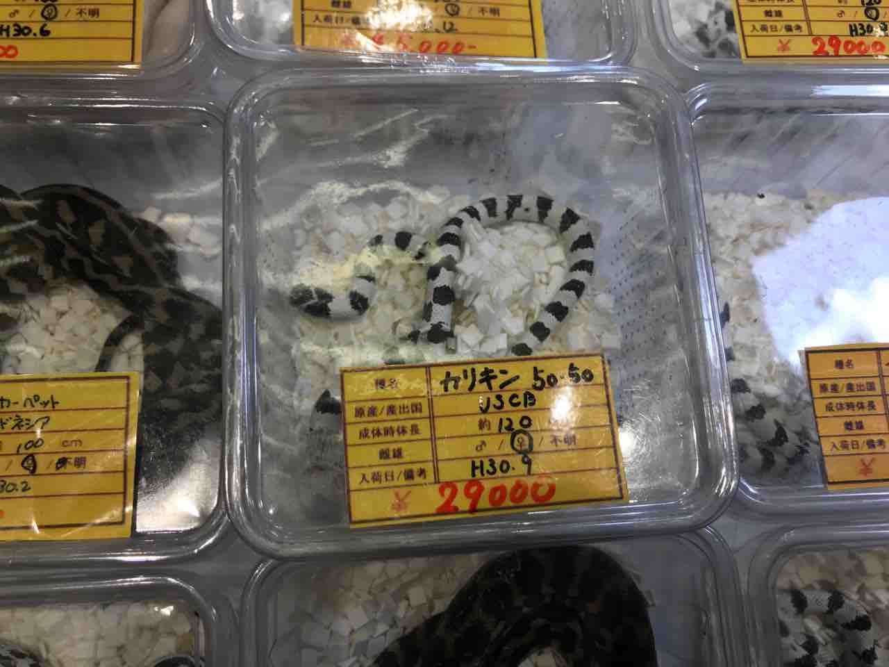 爬虫類イベント大阪南港atc 後編 Tamanegirunnersのブログ 爬虫類イベント大阪南港atc 後編 Tamanegirunnersのブログ