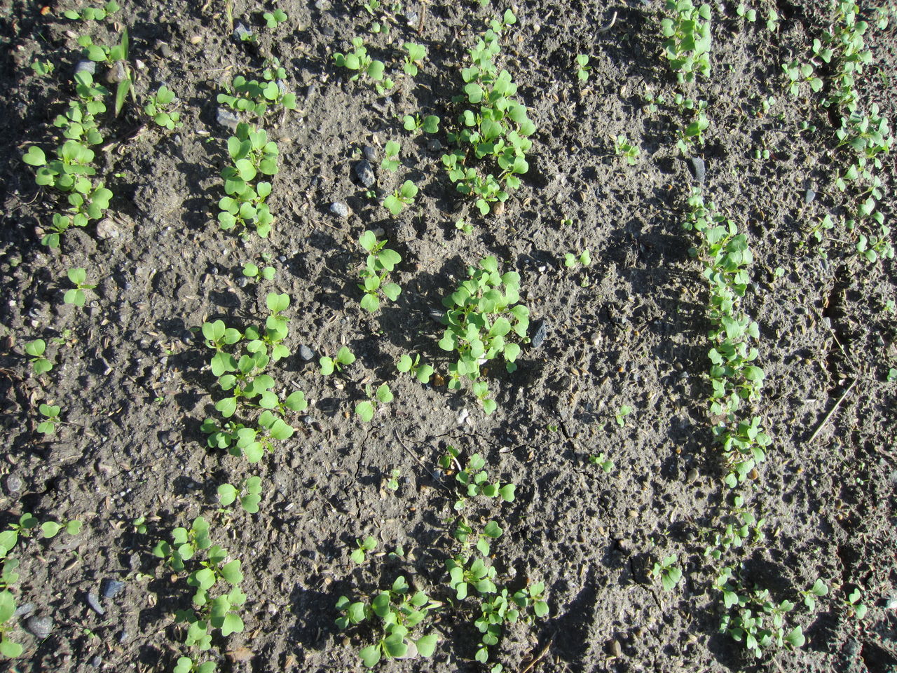 家庭菜園3 水菜栽培編 Tamanegirunnersのブログ