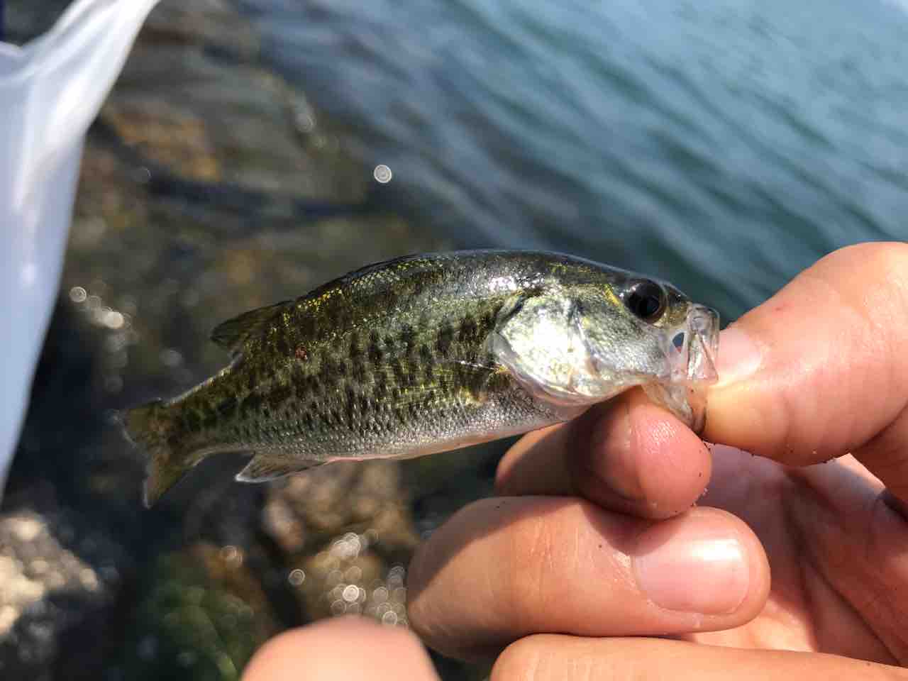 琵琶湖で餌釣り ブルーギル ブラックバス ヌマチチブ Tamanegirunnersのブログ 琵琶湖で餌釣り ブルーギル ブラックバス ヌマチチブ Tamanegirunnersのブログ