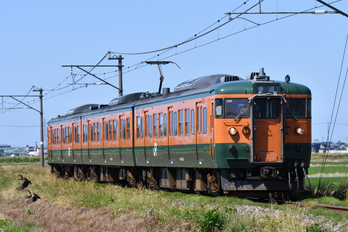 115系新潟車 越後線 19年06月13日 木 Tamatetsuのblog 115系新潟車 越後線 19年06月13日 木 Tamatetsuのblog