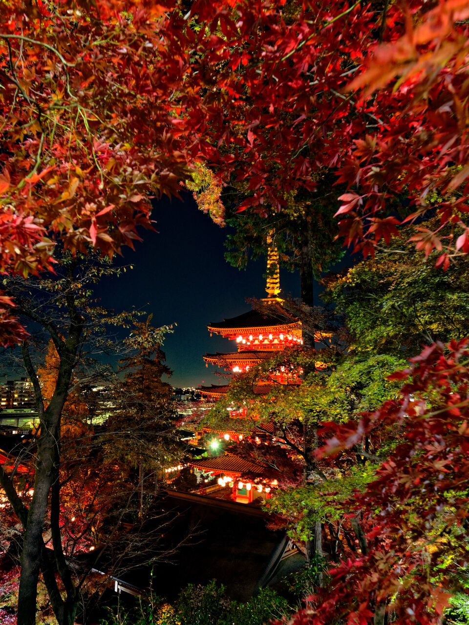 高幡不動尊 紅葉ライトアップ たまには撮ってます