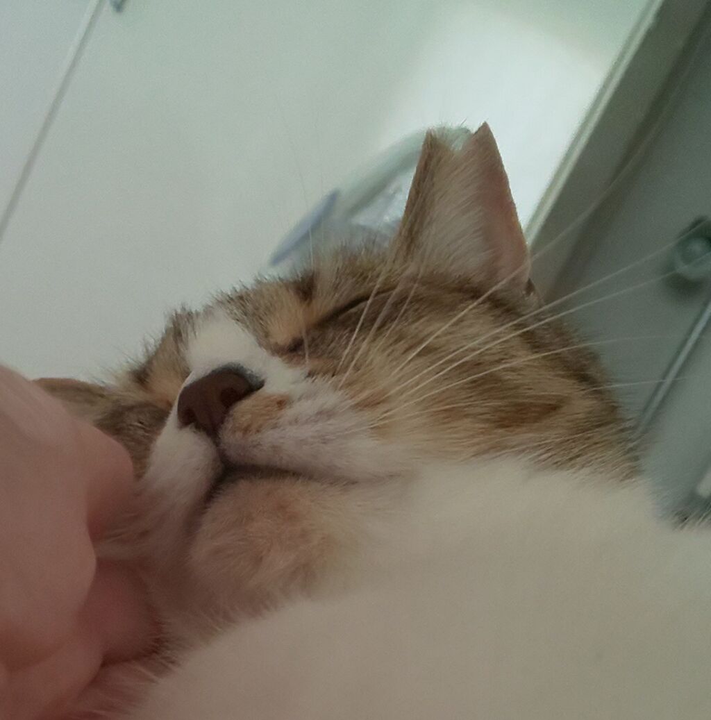 猫の顔 下から見るか 横から見るか Fwf ももちゃんのおうち 猫の顔 下から見るか 横から見るか Fwf ももちゃんのおうち
