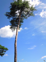 355f8b4b.jpg