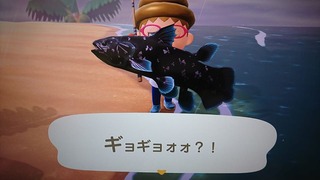 20200530¥·¡¼¥é¥«¥ó¥¹£±
