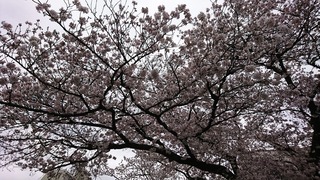 20200327¥µ¥¯¥é
