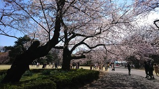 新宿御苑20200324