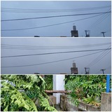 台風9号…【たまの日記】