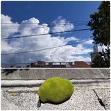 雲…【たまの日記】