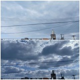 陽射し…【たまの日記】