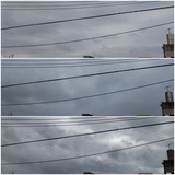 お昼前…【たまの日記】