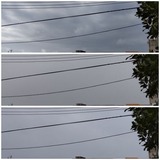 予報…【たまの日記】