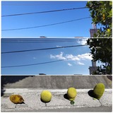 今日…【たまの日記】