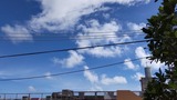 ここ数日…【たまの日記】