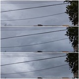 明けまして…【たまの日記】