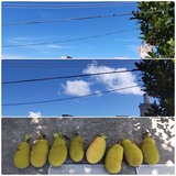 空…【たまの日記】