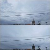 小雨…【たまの日記】