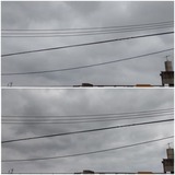 傘…【たまの日記】