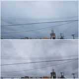 昨日…【たまの日記】