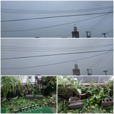 いつもより…【たまの日記】