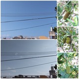 雲…【たまの日記】