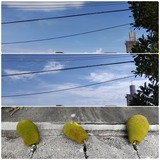 雲…【たまの日記】