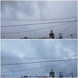 雨…【たまの日記】