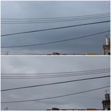 風…【たまの日記】