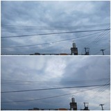 雨…【たまの日記】